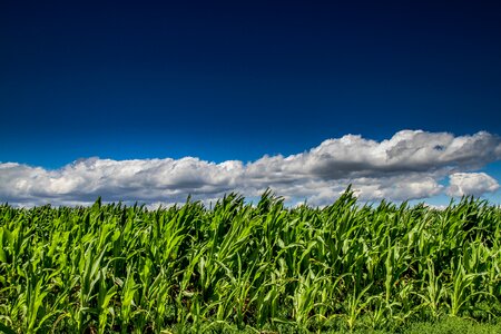 Cornfield field harvest