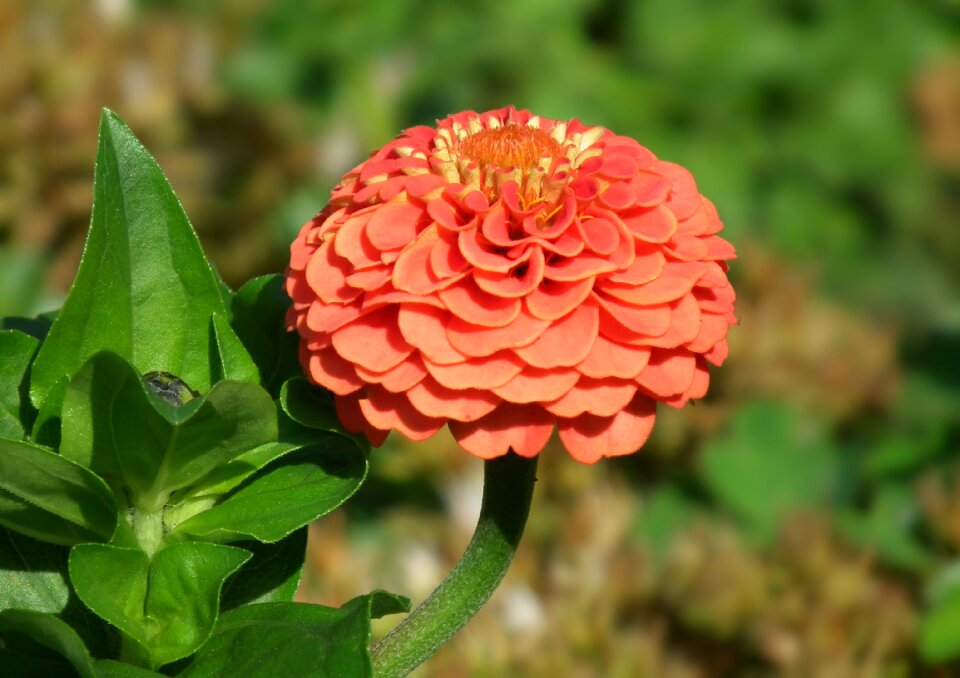 Garden closeup nature