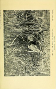 n446_w1150