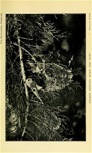 n488_w1150