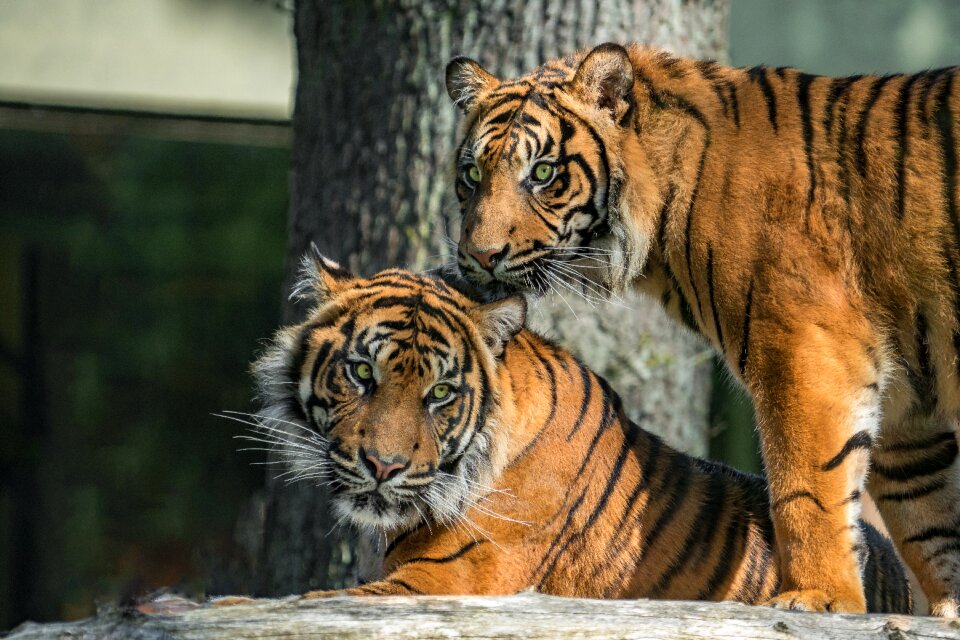 Predator tiger hunter