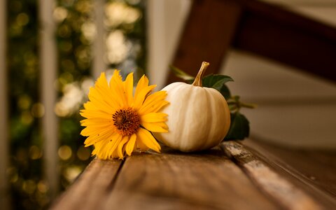 Autumn nature background
