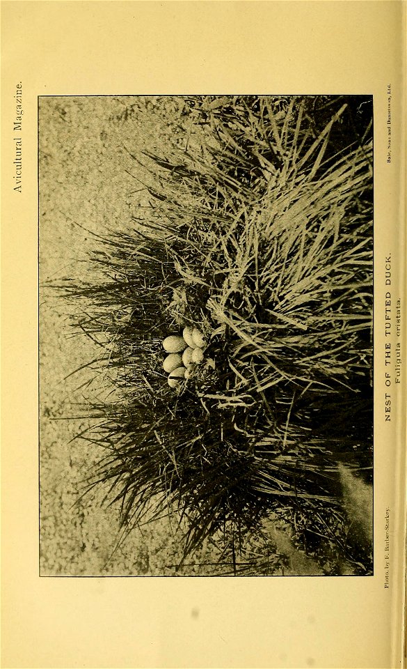 n375_w1150