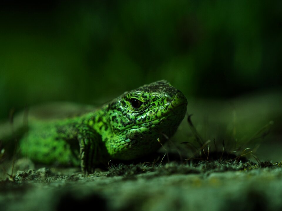 Spring animal lizard