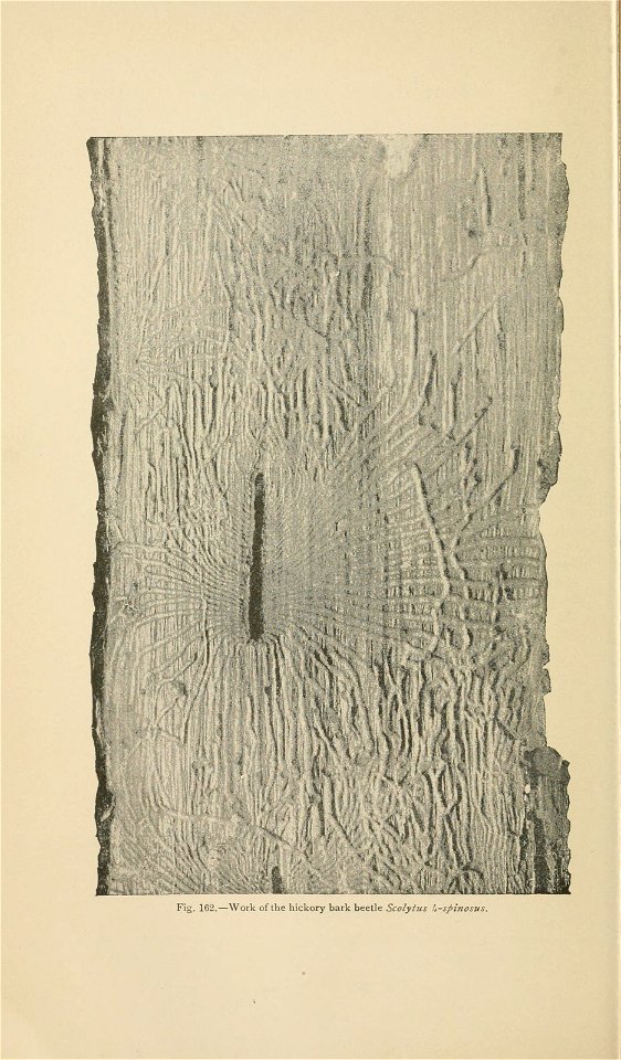 n387_w1150