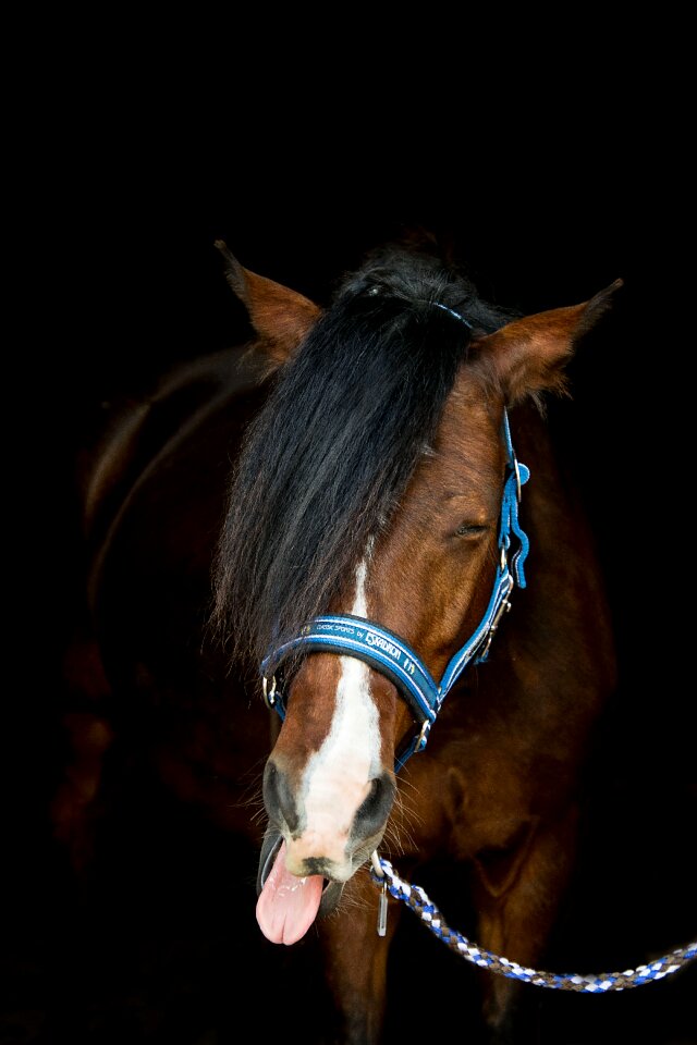 Mammal portrait halter