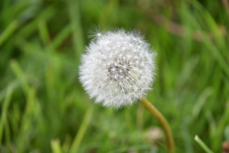 Lawn summer prairie