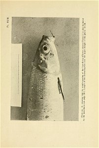 n268_w1150