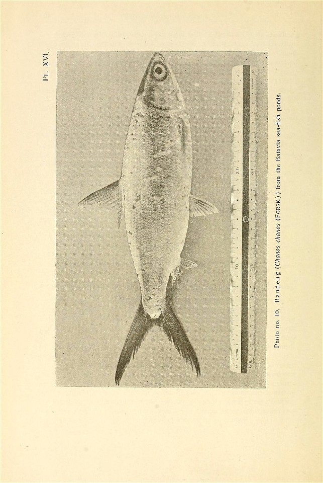 n261_w1150