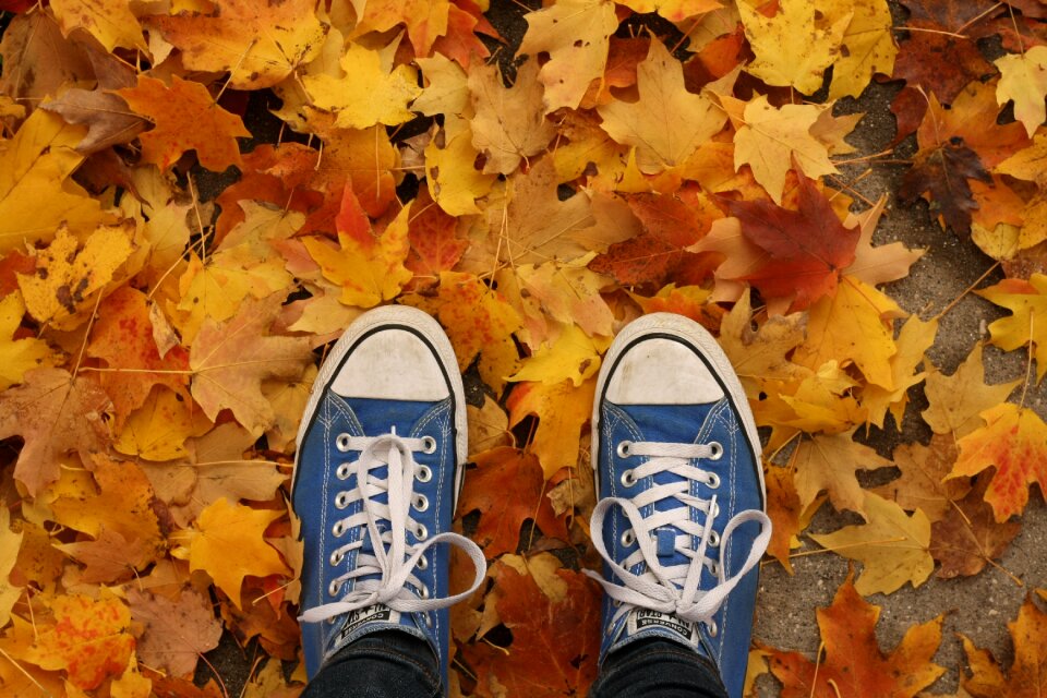 Leaves nature background