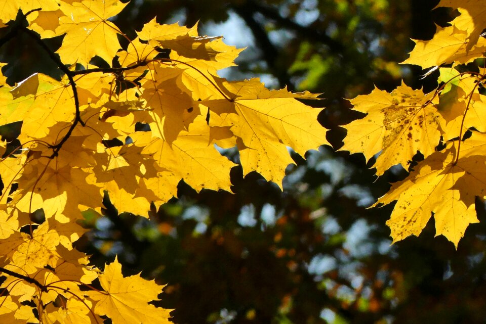 Foliage poland nature