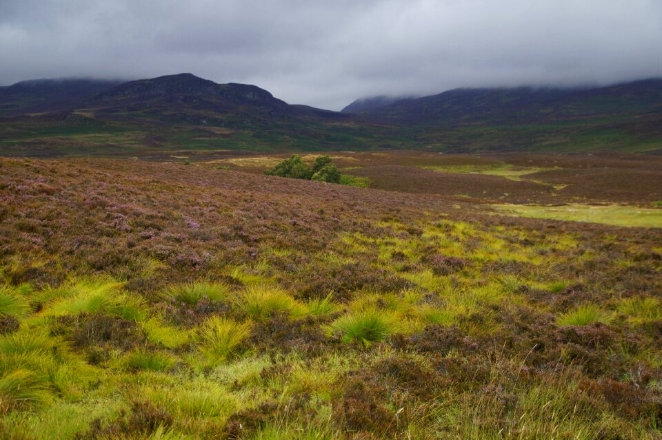Landscape nature heide