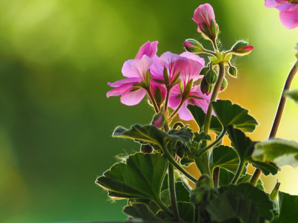 Plant flower pot spring