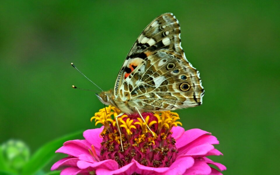 Zinnia nature macro