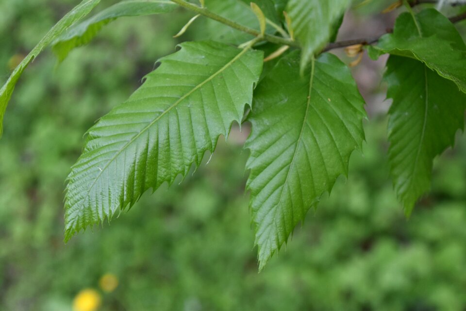 Environment tree branch