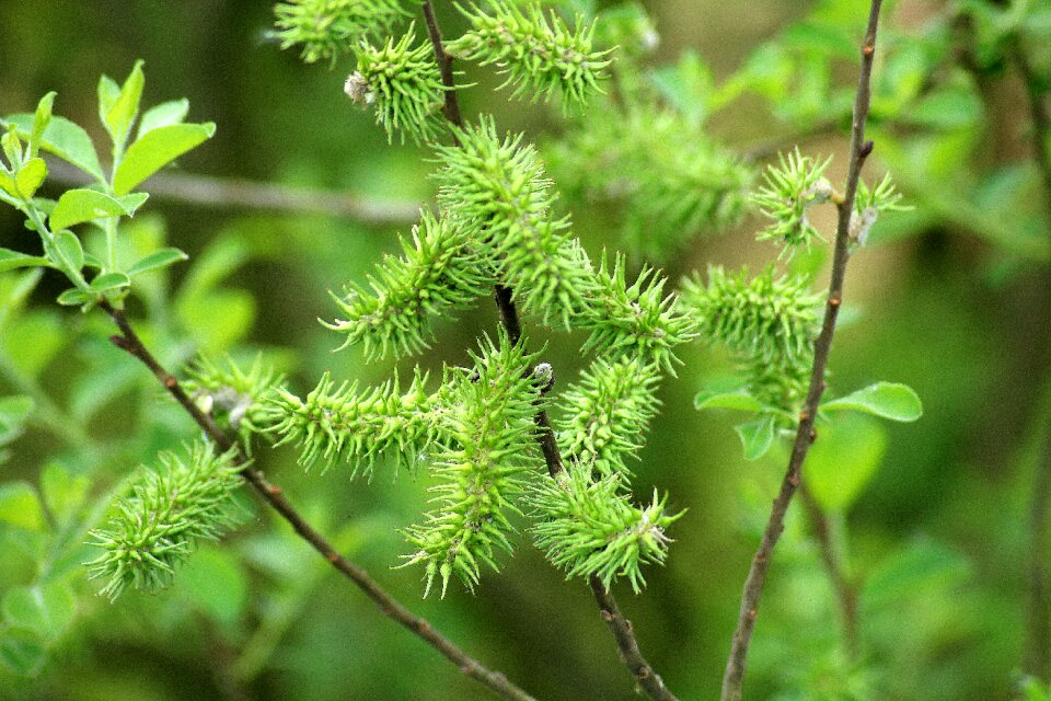 Tree spring flowering