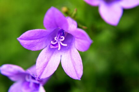 Bell flower macro