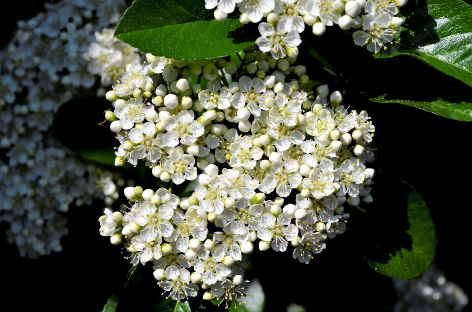 White white flower stamens