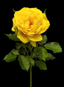 Plant yellow blossom