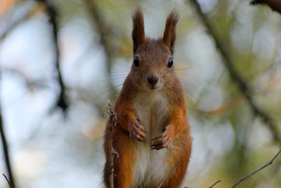 Autumn animals nature