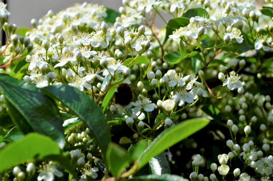 Garden spring white photo