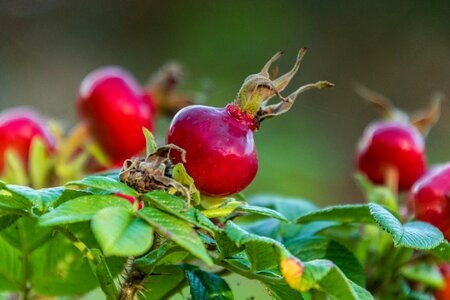 Green plant nature photo