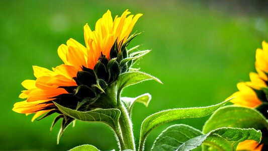 Flower summer blossom