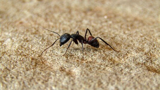 Animalia wild life small