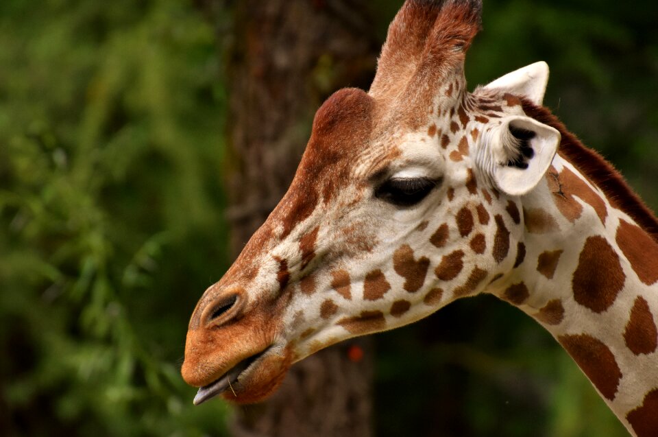Animal portrait wild animal tierpark hellabrunn