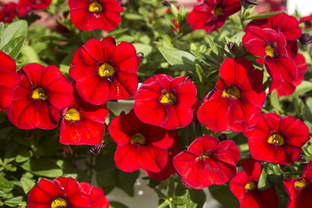 Bloom red nature