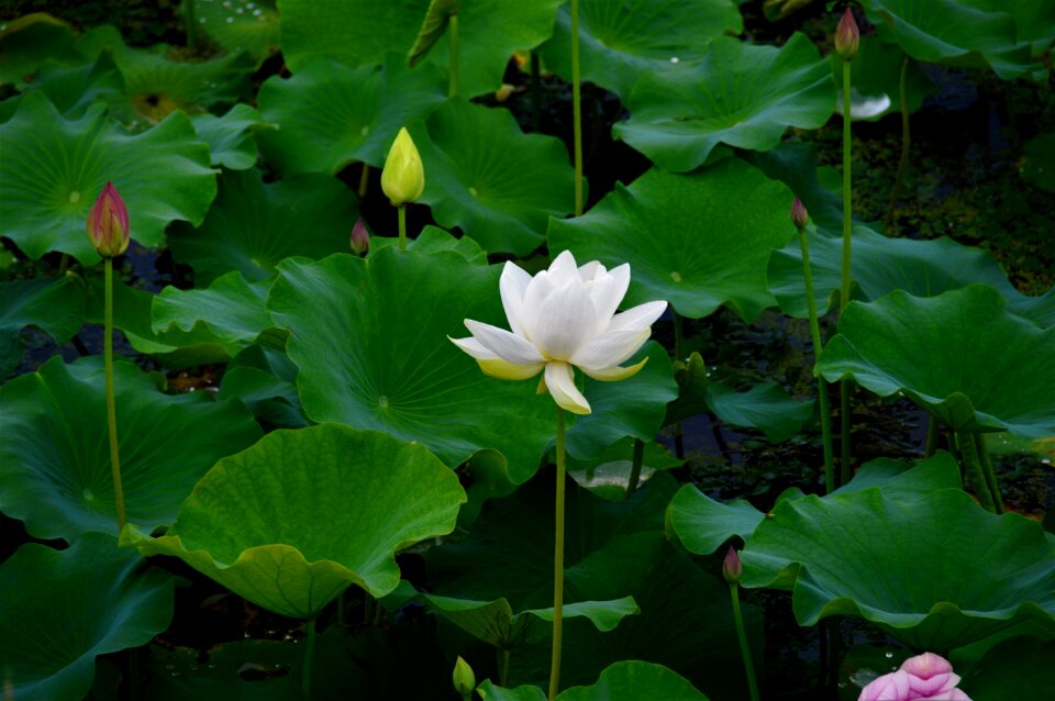 Flowers white flower plants