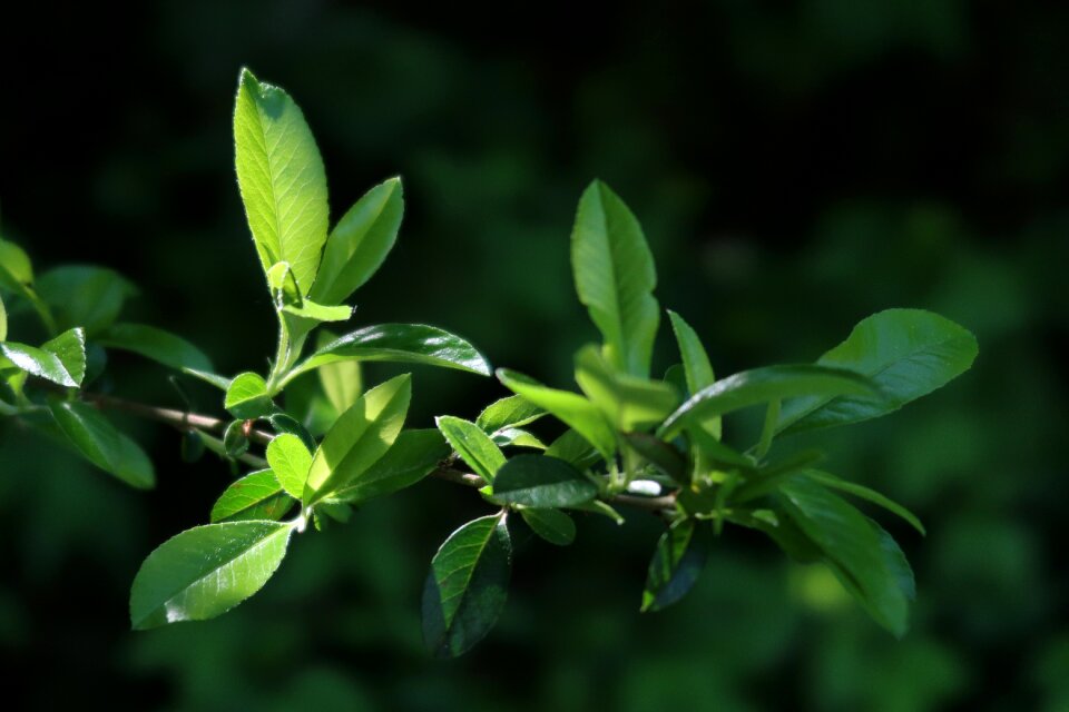 Garden leaf green light