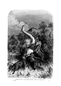 Dessin de Gustave Doré, d'après Charles-Jean Anderson, gravure François Pannemaker et Adolphe Ligny. Publié dans le tome 2 de "Le tour du monde, nouveau journal des voyages"  Sous la direction de Édou