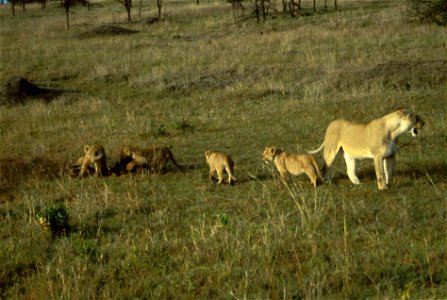 African Lion with Cubs photo