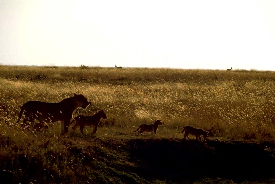 Image title: African lions at sunset Image from Public domain images website, http://www.public-domain-image.com/full-image/fauna-animals-public-domain-images-pictures/lion-public-domain-images-pictur photo