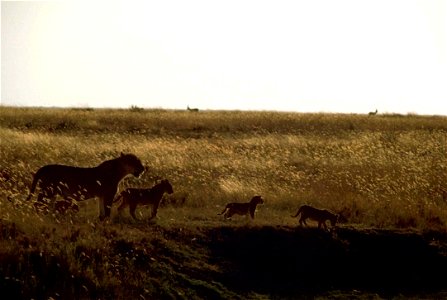 Image title: African lions at sunset Image from Public domain images website, http://www.public-domain-image.com/full-image/fauna-animals-public-domain-images-pictures/lion-public-domain-images-pictur photo