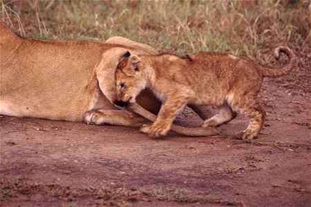 Lion cub catches mother's tail. Taken on safari in Kenya on slide film. Scanned in 2006. photo