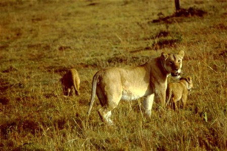 Image title: African lion female with cubs Image from Public domain images website, http://www.public-domain-image.com/full-image/fauna-animals-public-domain-images-pictures/lion-public-domain-images- photo