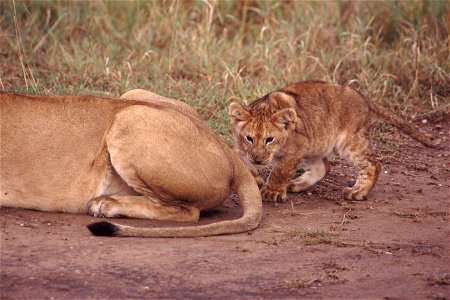 Lion cub stalking mother's tail. Taken on safari in Kenya on slide film. Scanned in 2006. photo