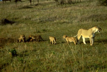 Image title: Female lion with cubs mammals Image from Public domain images website, http://www.public-domain-image.com/full-image/fauna-animals-public-domain-images-pictures/lion-public-domain-images- photo