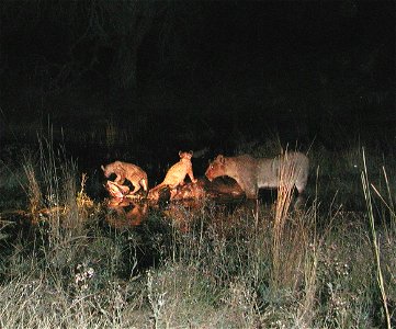 A lioness (Panthera leo) who's recently killed this Cape Buffalo (Syncerus caffer) watching her cubs chow down.