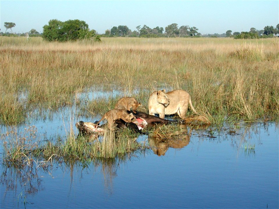 Lioness and cubs with buffalo carcass photo