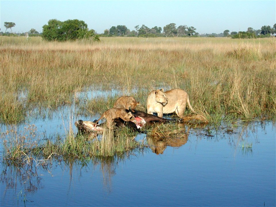 Lioness and cubs with buffalo carcass
