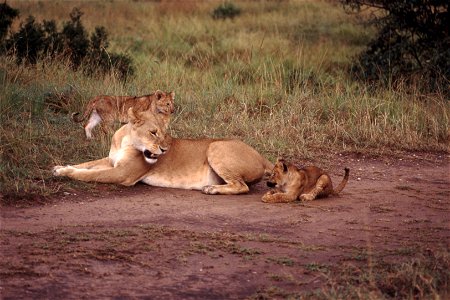 Lioness warns cub who is playing with her tail.  Taken on safari in Kenya on slide film.