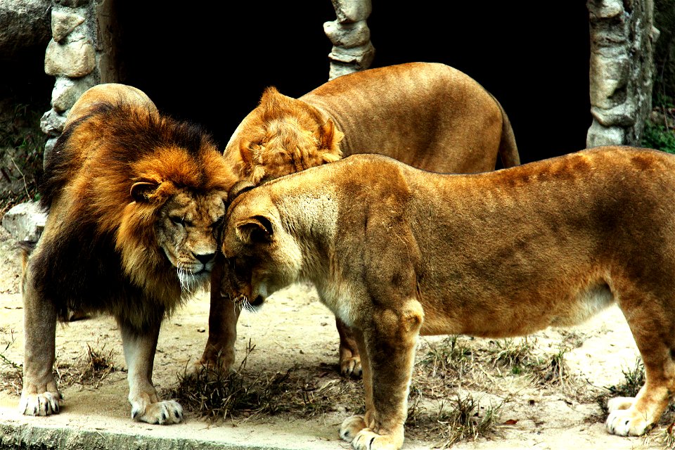 Lions at the Hiroshima City Asa Zoological Park playfully nudge each other Saturday. The lions play and socialize like any normal house cat, but aggressive grimaces and roars quickly reestablish the b