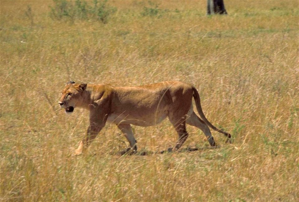 Image title: Female African lion Image from Public domain images website, http://www.public-domain-image.com/full-image/fauna-animals-public-domain-images-pictures/lion-public-domain-images-pictures/a photo