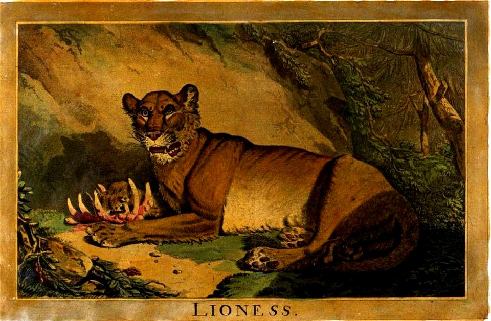 Illustration from Charles Catton the Younger Animals drawn from nature and engraved in aqua-tinta