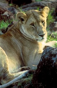 Image title: African lion close up Image from Public domain images website, http://www.public-domain-image.com/full-image/fauna-animals-public-domain-images-pictures/lion-public-domain-images-pictures photo