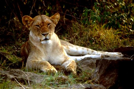 Image title: African lion female Image from Public domain images website, http://www.public-domain-image.com/full-image/fauna-animals-public-domain-images-pictures/lion-public-domain-images-pictures/a photo
