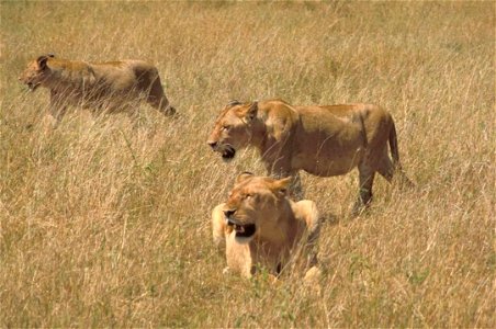 Image title: African lions in hunting Image from Public domain images website, http://www.public-domain-image.com/full-image/fauna-animals-public-domain-images-pictures/lion-public-domain-images-pictu photo